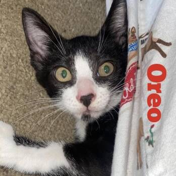 Oreo -  Domestic Short Hair Cat Available for Adoption - Oreo | PetCurious