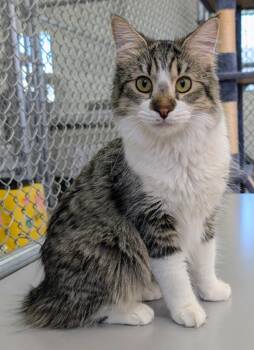 Zita / Winnona -  Domestic Long Hair Cat for Adoption in Youngtown, Arizona - Zita / Winnona | PetCurious