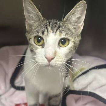 Soleil -  Domestic Short Hair Cat for Adoption in Yucaipa, California - Soleil | PetCurious