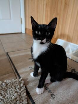 Jacy (foster-raised with dogs) -  Domestic Short Hair and Tuxedo Cat for Adoption in Lacon, Illinois - Jacy (foster-raised With Dogs) | PetCurious