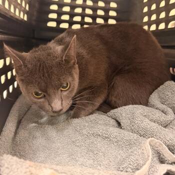 Lucille -  Domestic Short Hair Cat for Adoption in Lynchburg, Virginia - Lucille | PetCurious