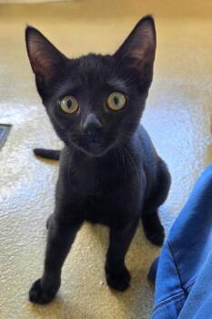 Twilight Sparkle -  Domestic Short Hair Cat for Adoption in Honolulu, Hawaii - Twilight Sparkle | PetCurious
