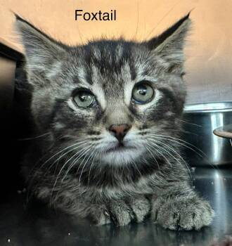 Foxtail -  Domestic Short Hair and Tabby Cat for Adoption in St. George, Utah - Foxtail | PetCurious