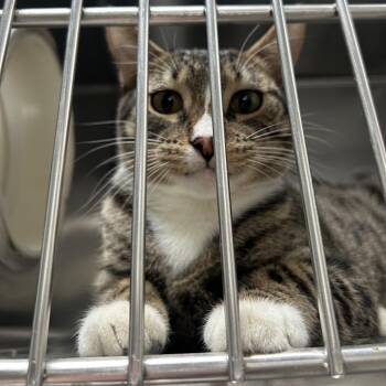Madam Bones Honduras -  Domestic Short Hair Cat for Adoption in Denver, Colorado - Madam Bones Honduras | PetCurious