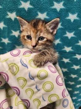 Rescue Domestic Short Hair Cats for Adoption in Carrollton, Texas - Lashesis | PetCurious