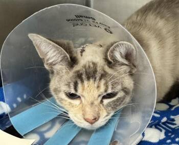 Siamese Cats Available for Adoption - 51914 | PetCurious