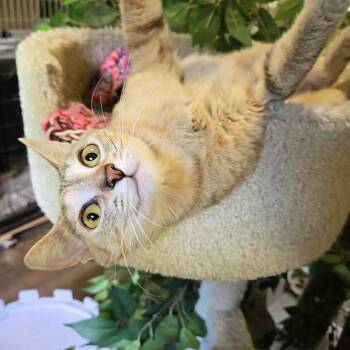Taz -  Domestic Short Hair Cat for Adoption in Park Falls, Wisconsin - Taz | PetCurious