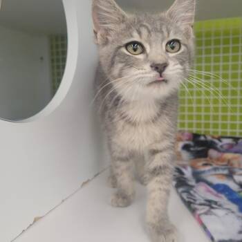 McCullan -  Domestic Short Hair Cat for Adoption in Rochester, Minnesota - McCullan | PetCurious