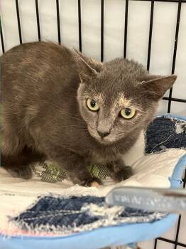 Stormy -  Domestic Short Hair Cat for Adoption in Lunenburg, Massachusetts - Stormy | PetCurious