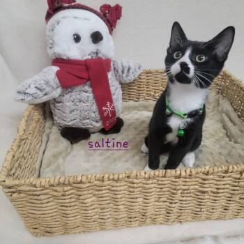 Domestic Short Hair Cats Available for Adoption in Youngtown, Arizona - Saltine | PetCurious