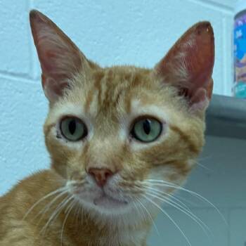 Whiskey -  Domestic Short Hair Cat for Adoption in Corpus Christi, Texas - Whiskey | PetCurious