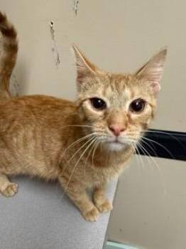 HERBIE -  Domestic Short Hair Cat for Adoption in Chillicothe, Ohio - HERBIE | PetCurious