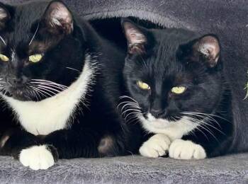 Freya -  Tuxedo Cat for Adoption in Seal Beach, California - Freya | PetCurious