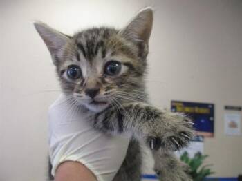 RANCH -  Domestic Short Hair Cat for Adoption in Ocala, Florida - RANCH | PetCurious