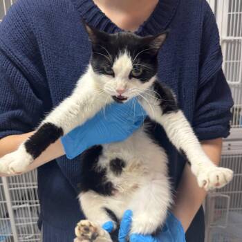 Misty ARC2026-201 -  Domestic Short Hair Cat for Adoption in Akron, New York - Misty ARC2026-201 | PetCurious