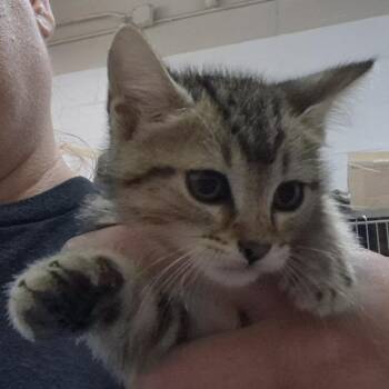 Domestic Short Hair Cats Available for Adoption in Ardmore, Oklahoma - Emmie | PetCurious