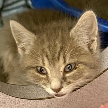 Lincoln -  Domestic Short Hair Cat for Adoption in Evansville, Indiana - Lincoln | PetCurious