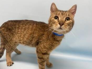 Harper -  Domestic Short Hair Cat for Adoption in Minneapolis, Minnesota - Harper | PetCurious