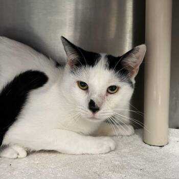 Summer -  Domestic Short Hair Cat for Adoption in Fort Wayne, Indiana - Summer | PetCurious