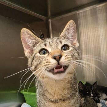 Bolin -  Domestic Short Hair Cat for Adoption in Waynesboro, Pennsylvania - Bolin | PetCurious