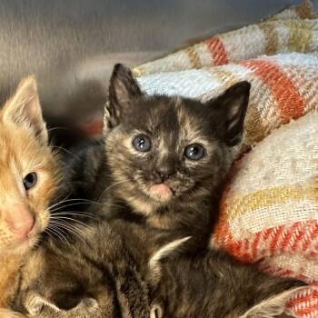 Domestic Short Hair Cats Available for Adoption in Los Angeles, California - Quintana Roo | PetCurious