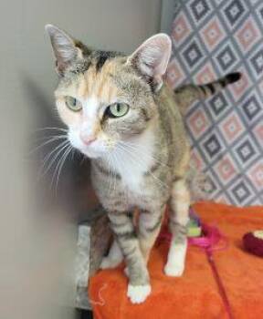 Confetti -  Domestic Short Hair Cat for Adoption in Bucyrus, Ohio - Confetti | PetCurious