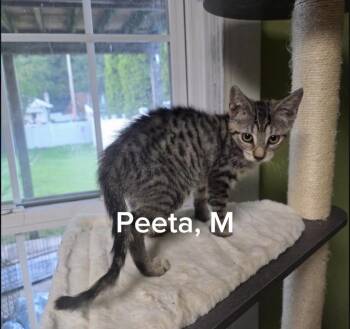 Peeta -  Domestic Short Hair Cat for Adoption in Shrewsbury, Massachusetts - Peeta | PetCurious