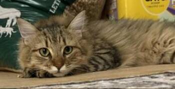 Rory -  Domestic Medium Hair Cat for Adoption in Lemoyne, Pennsylvania - Rory | PetCurious