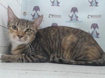 CAR-MEL -  Domestic Short Hair Cat for Adoption in Orlando, Florida - CAR-MEL | PetCurious