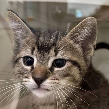 Daniel Tiger -  Domestic Short Hair Cat for Adoption in Middletown, Rhode Island - Daniel Tiger | PetCurious