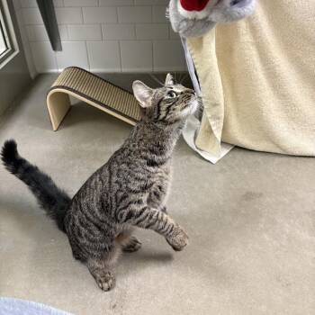 Kit Vicious -  Domestic Short Hair Cat for Adoption in Pittsburgh, Pennsylvania - Kit Vicious | PetCurious