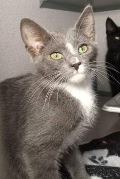 Lindsey -  Domestic Short Hair Cat for Adoption in Waupaca, Wisconsin - Lindsey | PetCurious