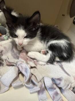 Cream -  Domestic Short Hair Cat for Adoption in Pequot Lakes, Minnesota - Cream | PetCurious