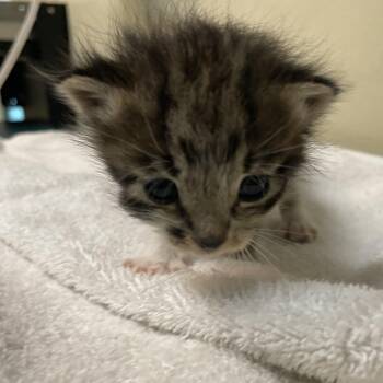 George -  Domestic Short Hair Cat for Adoption in Pasadena, California - George | PetCurious