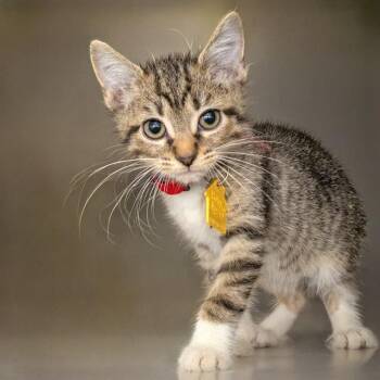 FELIX -  Domestic Short Hair Cat for Adoption in St. Louis, Missouri - FELIX | PetCurious