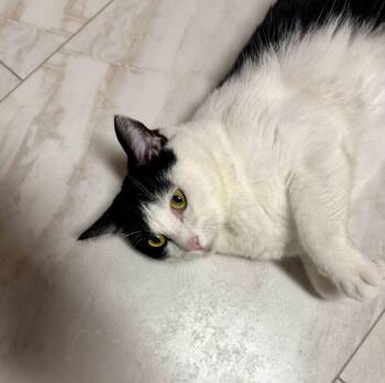 Gatsby -  Tuxedo Cat for Adoption in Columbia, South Carolina - Gatsby | PetCurious