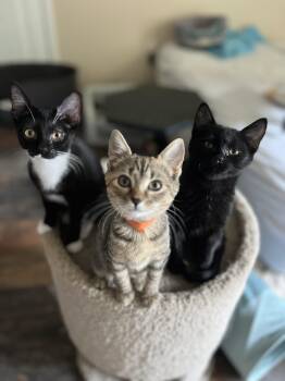 Rescue Domestic Short Hair Cats for Adoption in Holly Springs, Georgia - Poppy | PetCurious