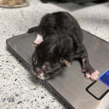Jellyroll -  Domestic Long Hair Cat for Adoption in Kanab, Utah - Jellyroll | PetCurious
