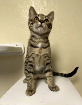 Rescue Domestic Short Hair and Tabby Cats for Adoption in Fargo, North Dakota - Glimmer | PetCurious