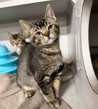 Nugget -  Domestic Short Hair Cat for Adoption in Sacramento, California - Nugget | PetCurious