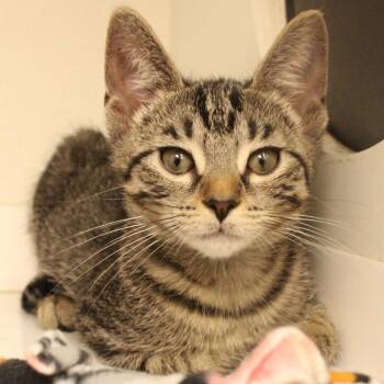 Gwen -  Domestic Short Hair Cat for Adoption in Champaign, Illinois - Gwen | PetCurious