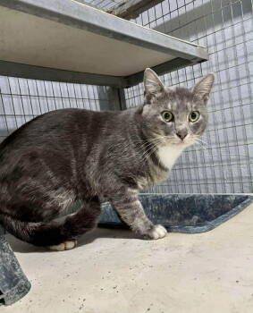 Rescue Domestic Short Hair Cats for Adoption in Herndon, Virginia - Merlin | PetCurious