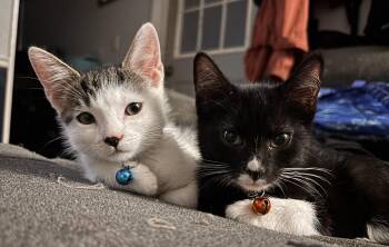 Lucky and Moose -  American Shorthair Cat for Adoption in Beach Park, Illinois - Lucky And Moose | PetCurious
