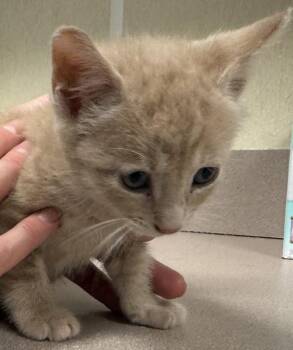 Ebony -  Domestic Short Hair Cat for Adoption in Salisbury, Maryland - Ebony | PetCurious