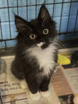 Cera -  Domestic Medium Hair Cat for Adoption in Roanoke, Virginia - Cera | PetCurious