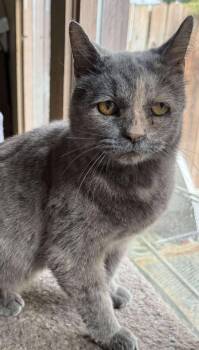 Rescue Dilute Calico Cats for Adoption in Marion, Indiana - Sheba | PetCurious