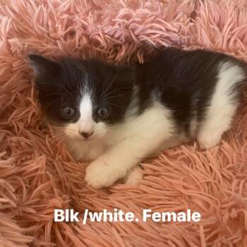 Domestic Short Hair Cats Available for Adoption in Long Beach, California - ROUX | PetCurious