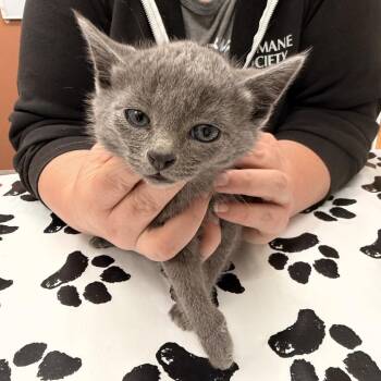 Zuko -  Domestic Short Hair Cat for Adoption in Detroit Lakes, Minnesota - Zuko | PetCurious