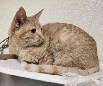 Rescue Domestic Short Hair Cats for Adoption in Larned, Kansas - Happy | PetCurious