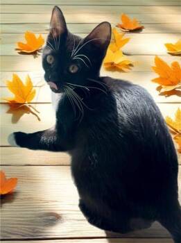 Rescue Domestic Short Hair Cats for Adoption in Sarasota, Florida - KAMI | PetCurious